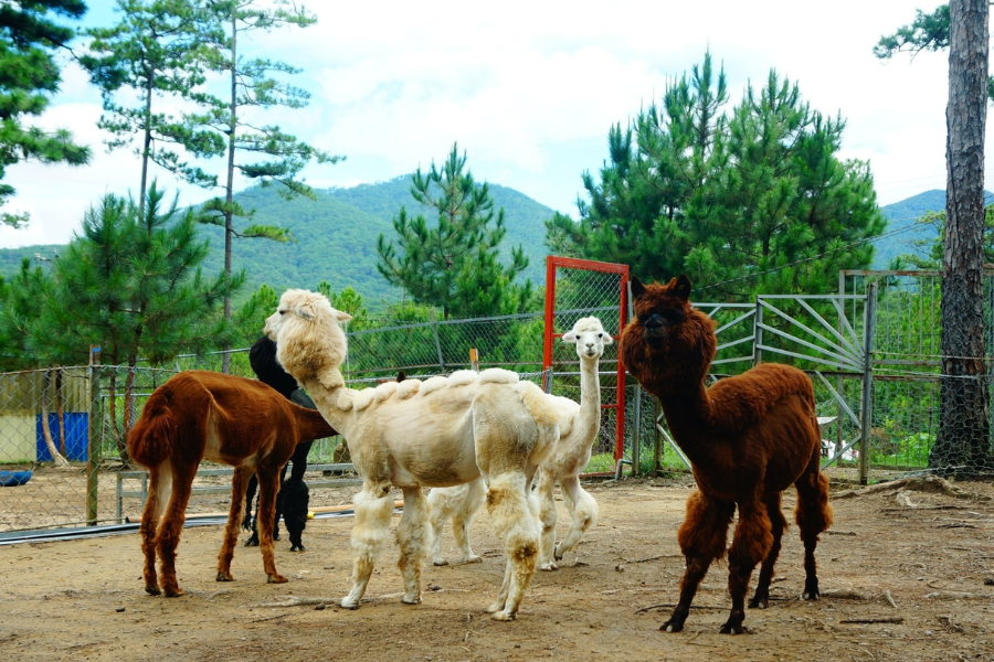 Tour tham quan sở thú Zoodoo Đà Lạt